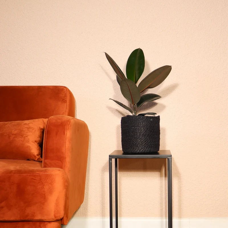 Ficus abidjan (Gummibaum) (M)