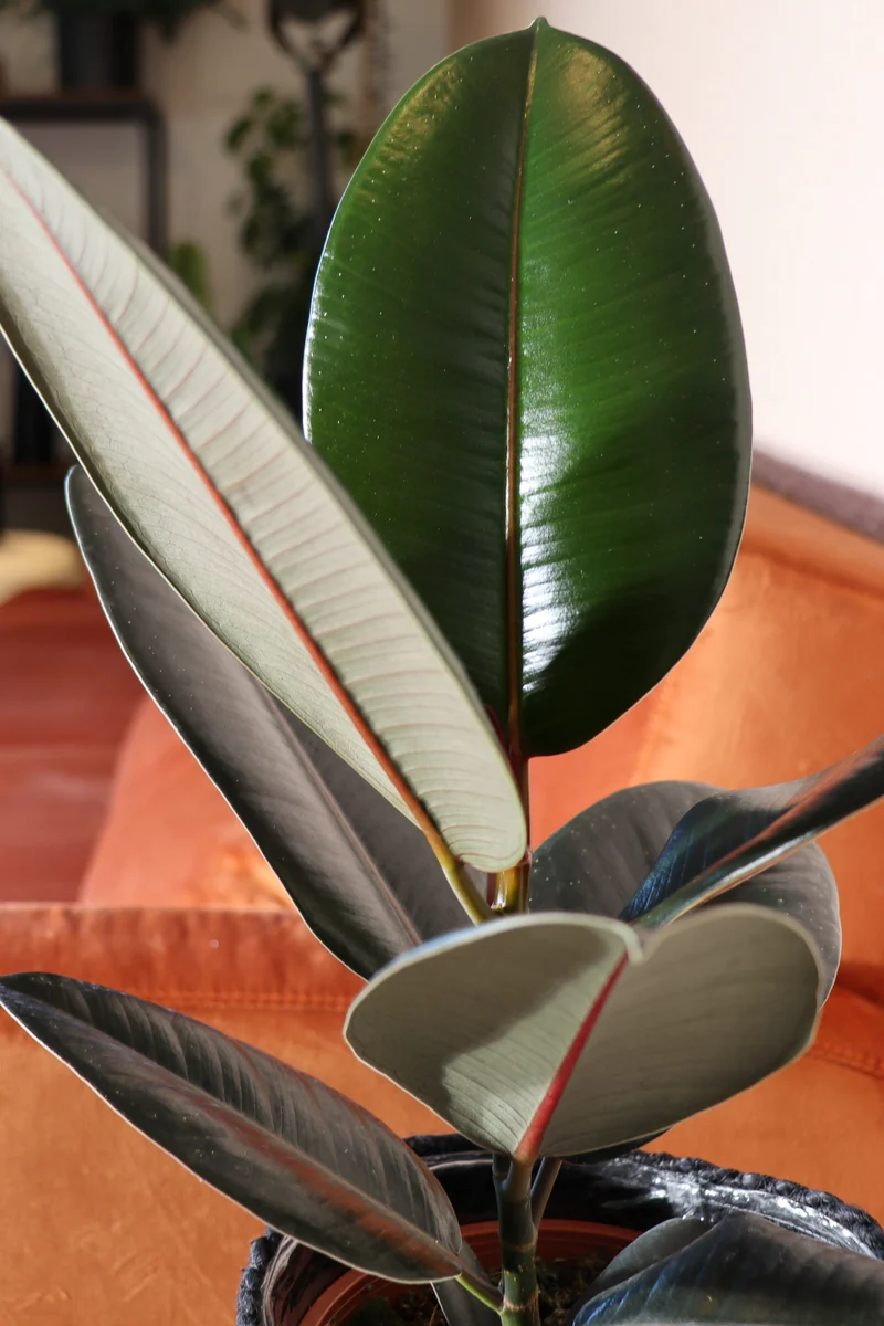 Ficus abidjan (Gummibaum) (M)
