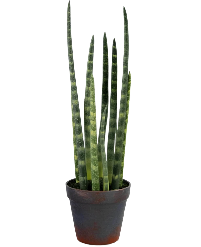 Künstliche Sansevieria Cylindrica 43 cm