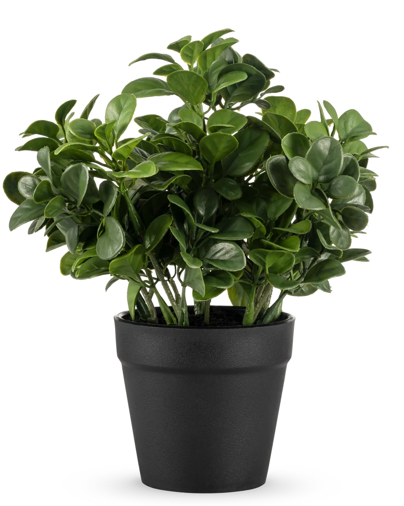 Künstliche Pflanze Peperomia 20 cm