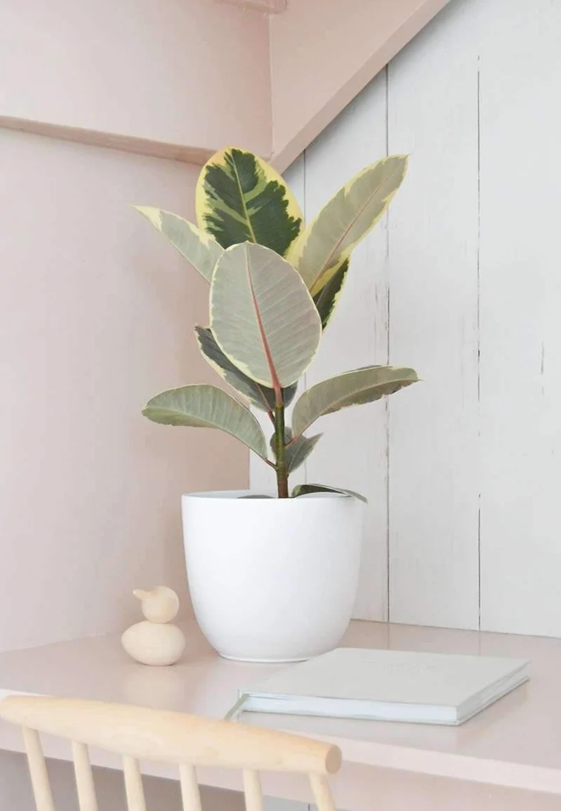 Ficus tineke (Gummibaum) (M)