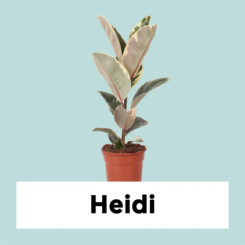 Ficus tineke (Gummibaum) (M)