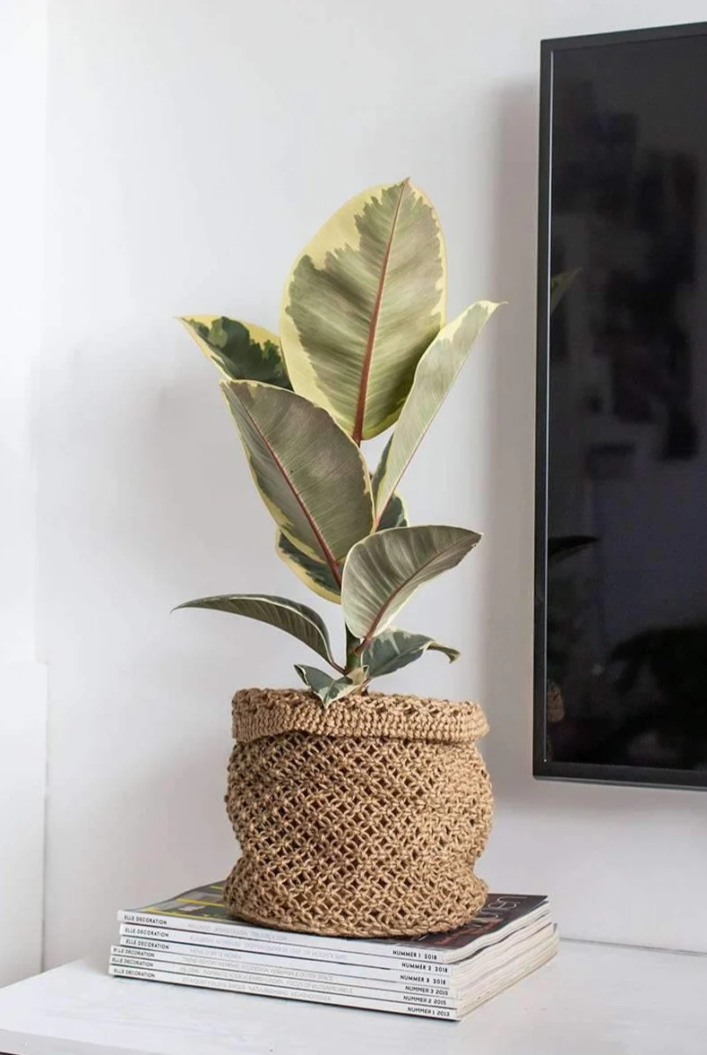 Ficus tineke (Gummibaum) (M)