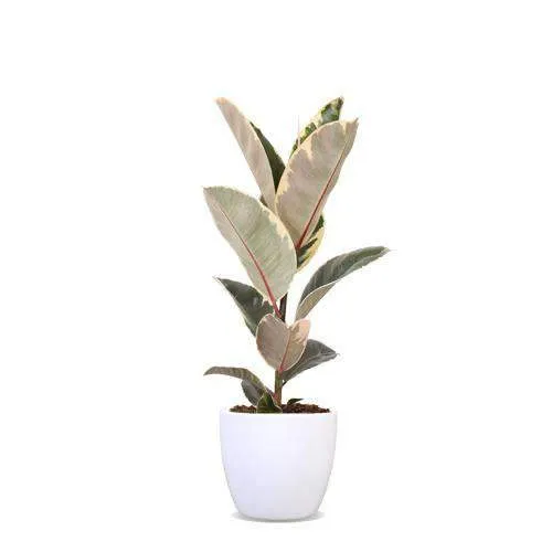 Ficus tineke (Gummibaum) (M)