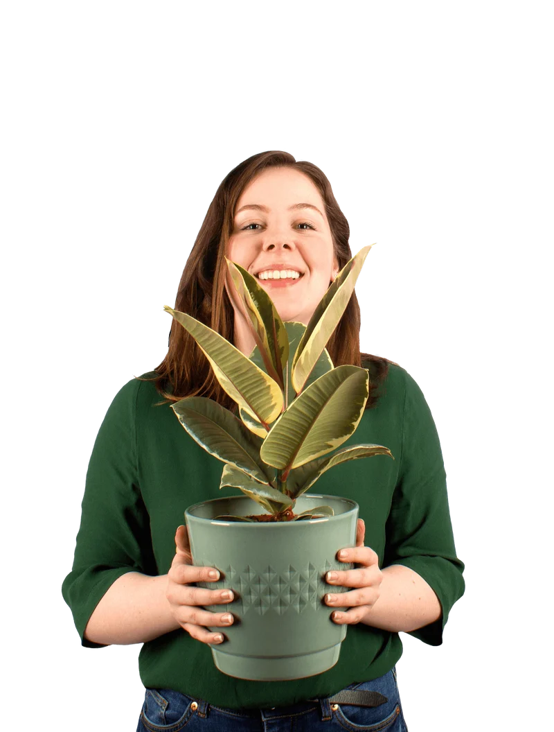 Ficus tineke (Gummibaum) (M)