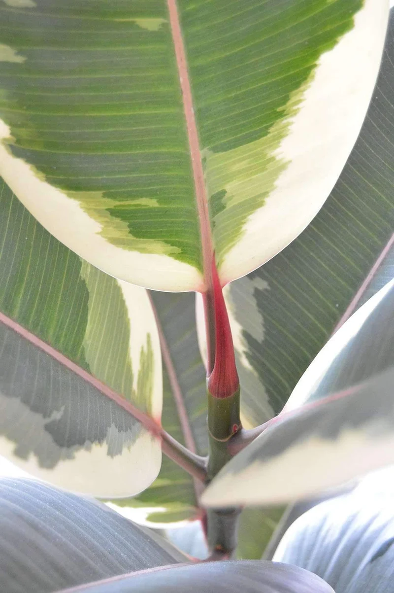 Ficus tineke (Gummibaum) (M)