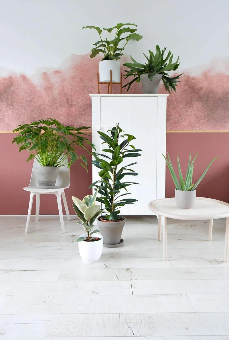 Ficus tineke (Gummibaum) (M)