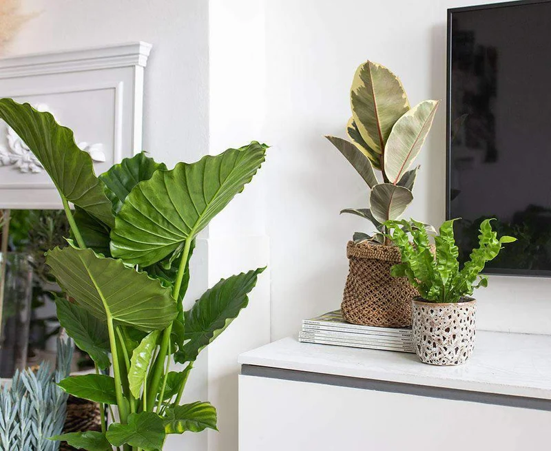 Ficus tineke (Gummibaum) (M)