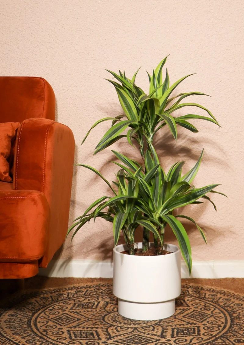 Dracaena lemon lime (Drachenbaum) (M)
