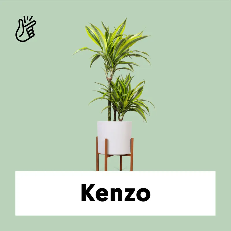 Dracaena lemon lime (Drachenbaum) (M)