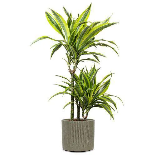 Dracaena lemon lime (Drachenbaum) (M)
