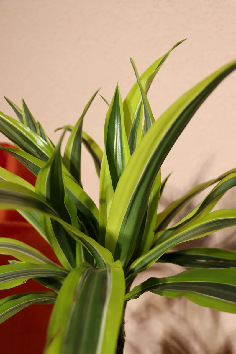 Dracaena lemon lime (Drachenbaum) (M)
