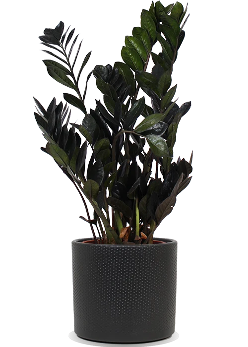 Zamioculcas raven (Glücksfeder) (M)
