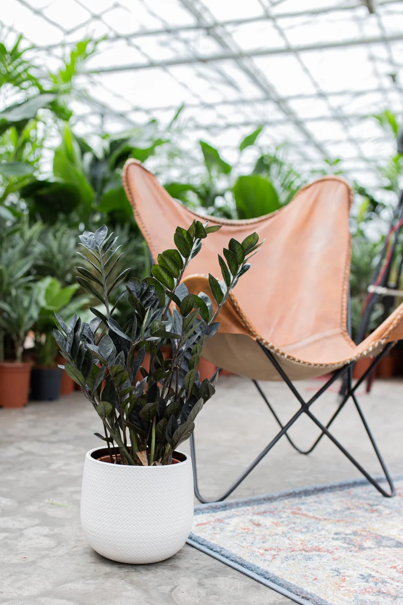 Zamioculcas raven (Glücksfeder) (M)