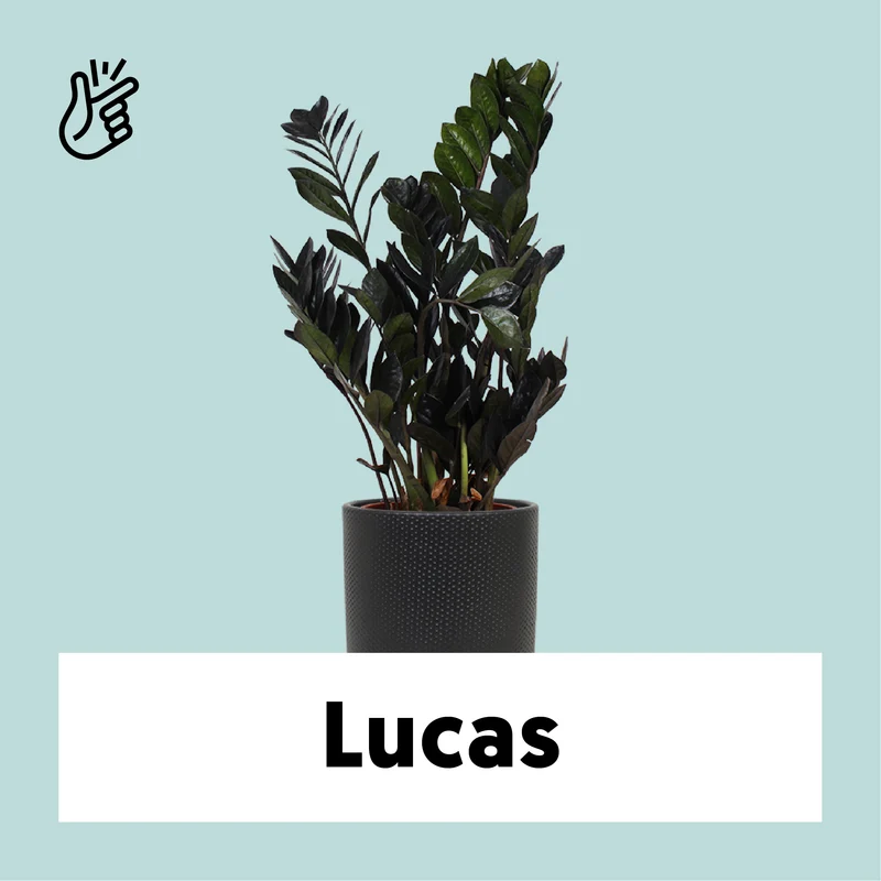 Zamioculcas raven (Glücksfeder) (M)