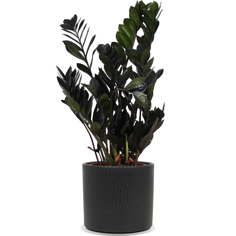Zamioculcas raven (Glücksfeder) (M)