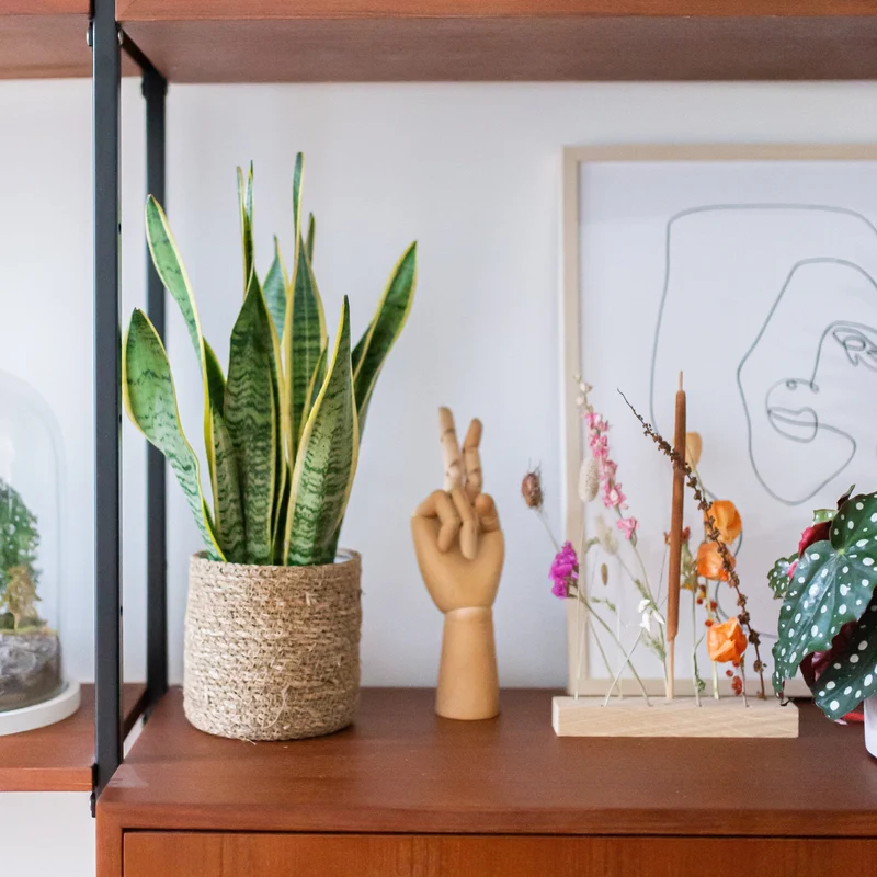 Sansevieria laurentii (Bogenhanf) (S)