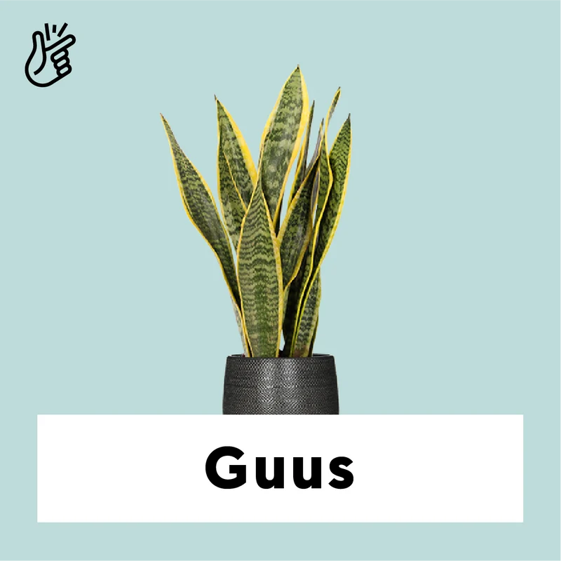 Sansevieria laurentii (Bogenhanf) (S)