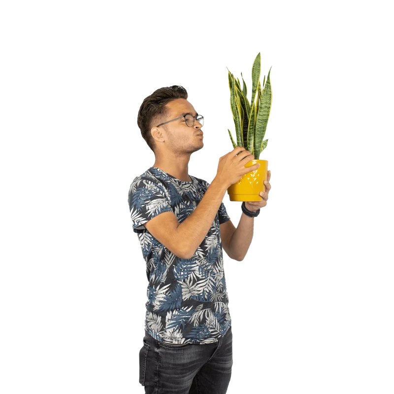 Sansevieria laurentii (Bogenhanf) (S)