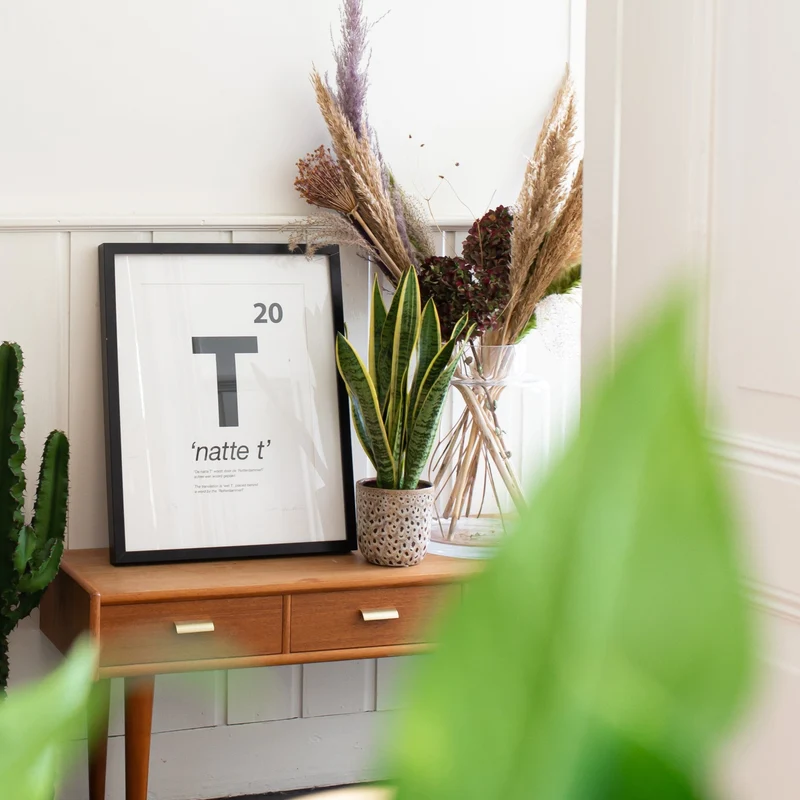 Sansevieria laurentii (Bogenhanf) (S)