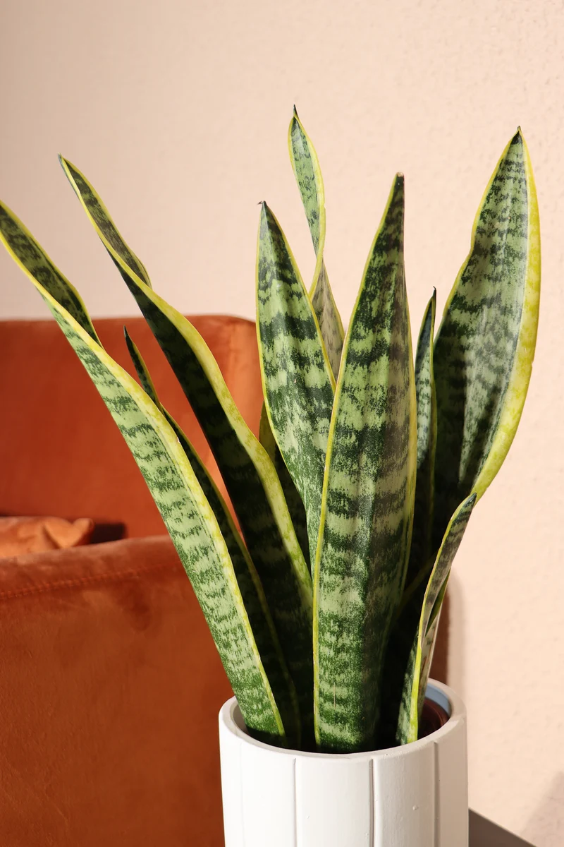 Sansevieria laurentii (Bogenhanf) (S)