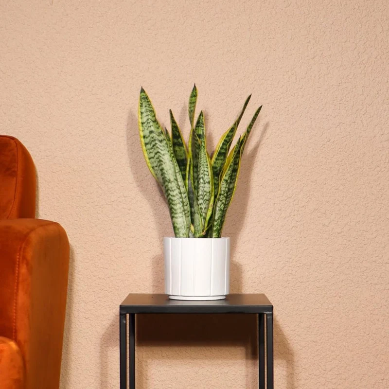 Sansevieria laurentii (Bogenhanf) (S)