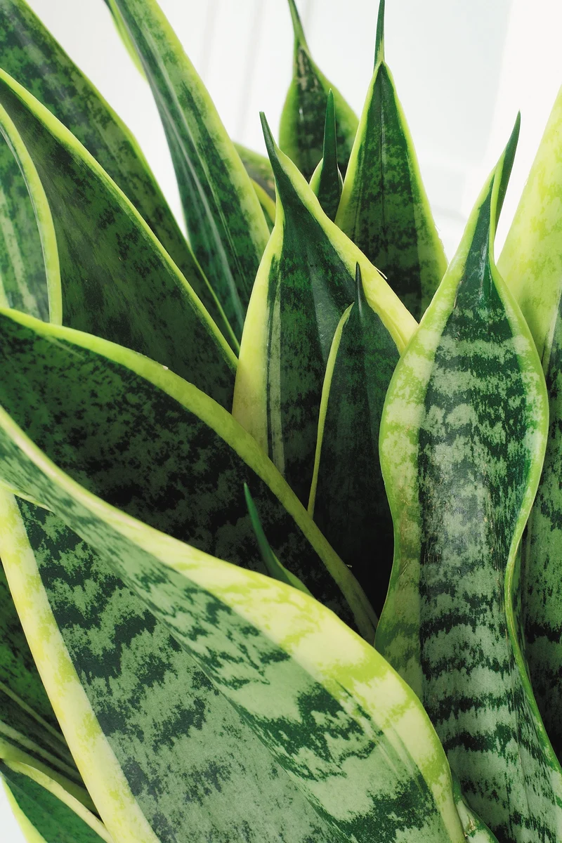 Sansevieria laurentii (Bogenhanf) (S)