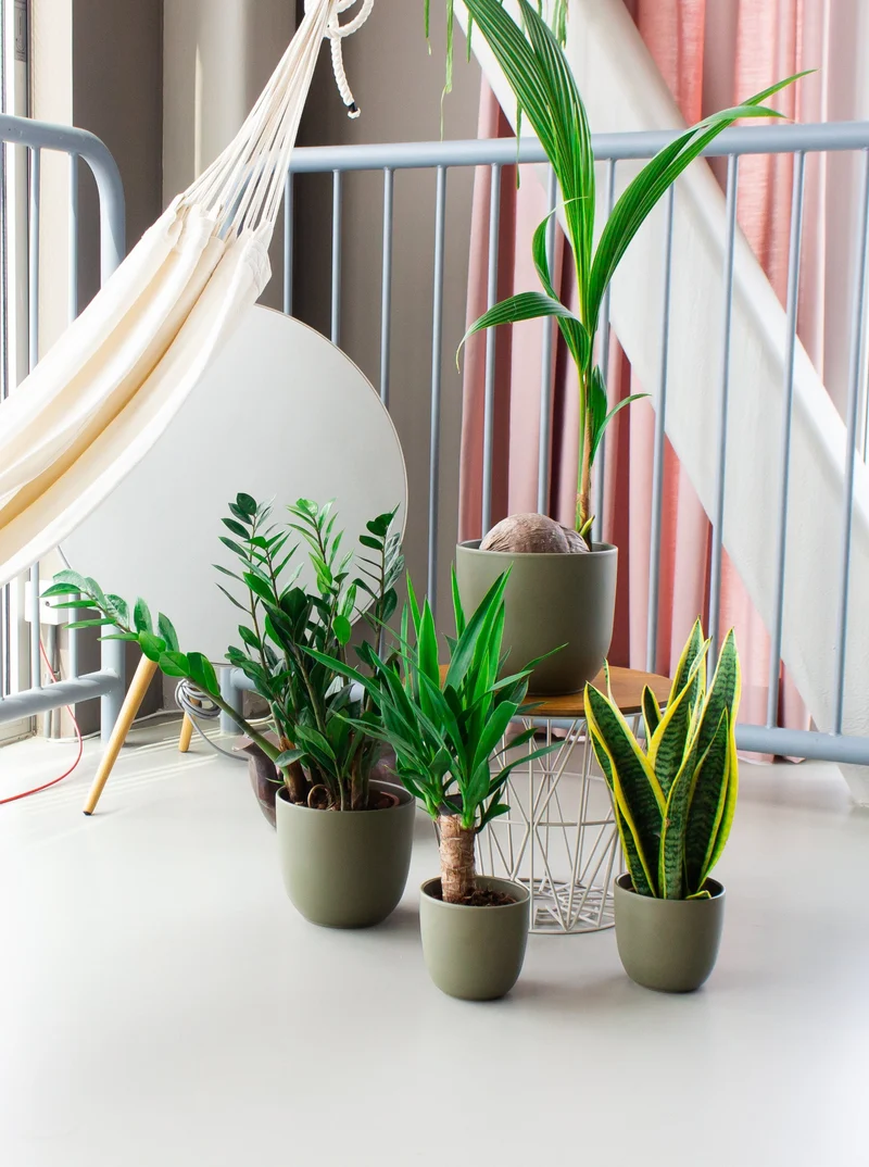 Sansevieria laurentii (Bogenhanf) (S)