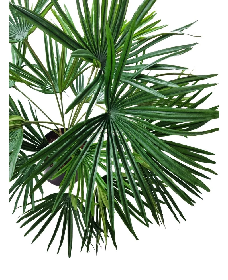 Kunstplant Baby Palm Fan in pot UV 50 cm