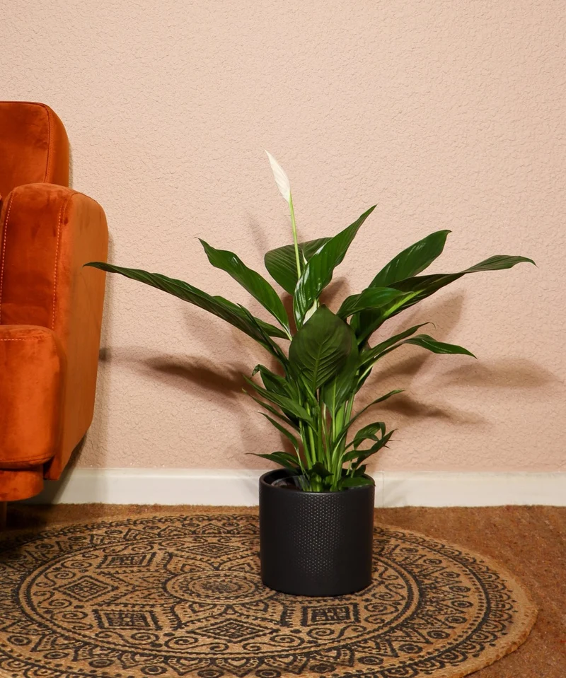 Spathiphyllum lauretta (Einblatt) (M)