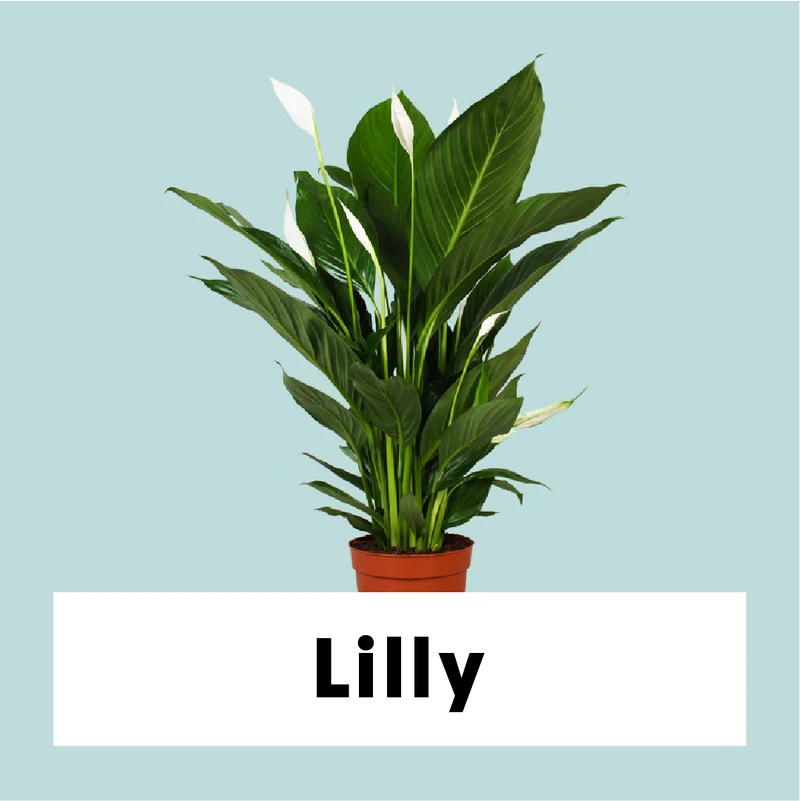Spathiphyllum lauretta (Einblatt) (M)