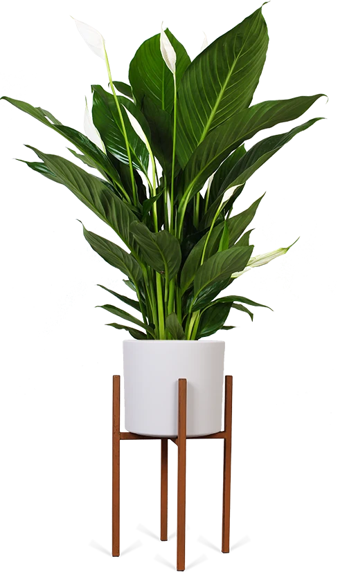 Spathiphyllum lauretta (Einblatt) (M)