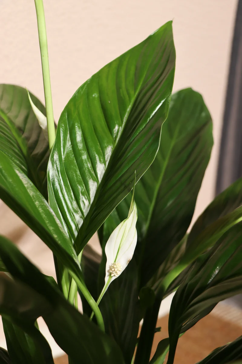 Spathiphyllum lauretta (Einblatt) (M)