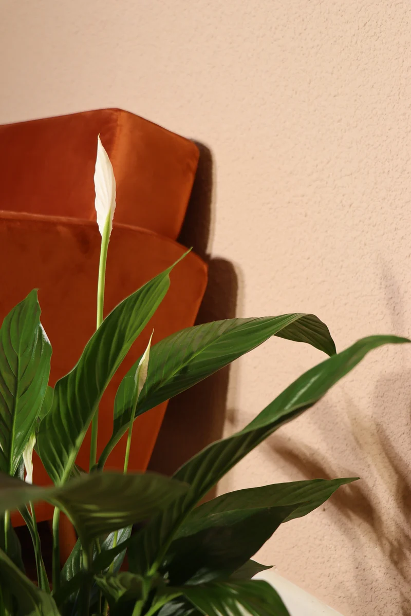 Spathiphyllum lauretta (Einblatt) (M)