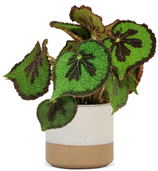 Begonia masoniana (Blattbegonie) (S)