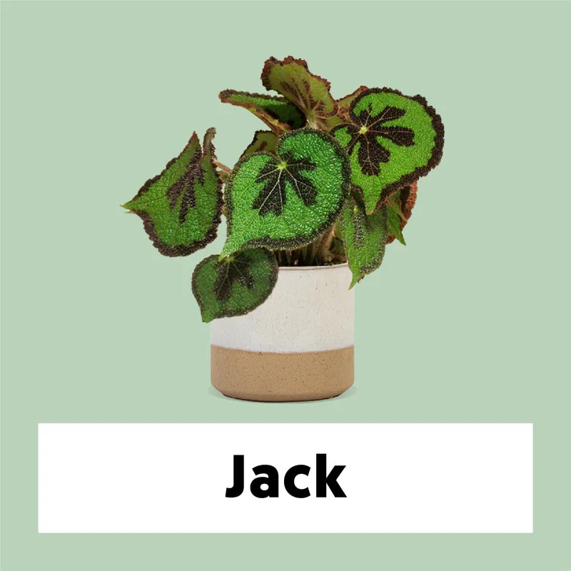 Begonia masoniana (Blattbegonie) (S)