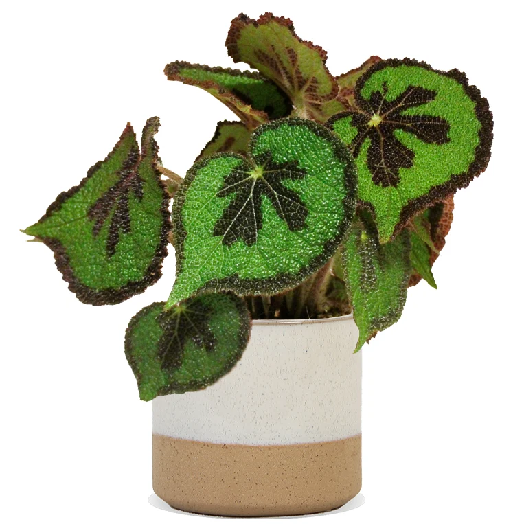 Begonia masoniana (Blattbegonie) (S)