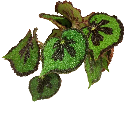Begonia masoniana (Blattbegonie) (S)