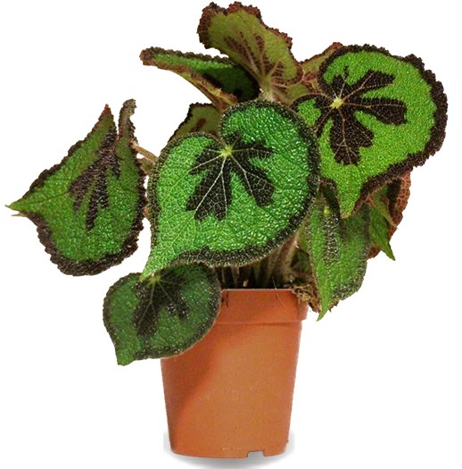 Begonia masoniana (Blattbegonie) (S)