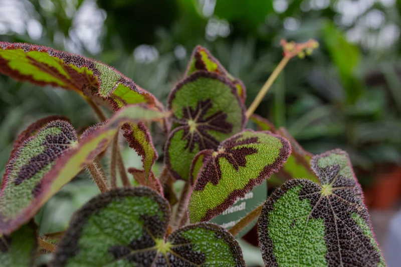 Begonia masoniana (Blattbegonie) (S)