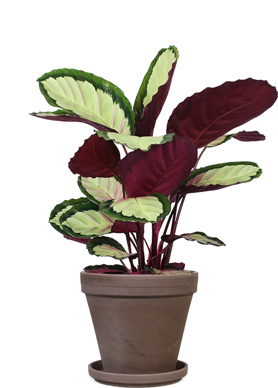 Calathea roseopicta silvia (Korbmarante) (M)