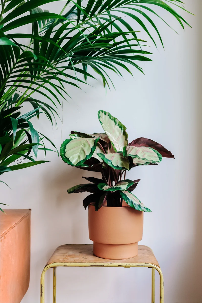 Calathea roseopicta silvia (Korbmarante) (M)