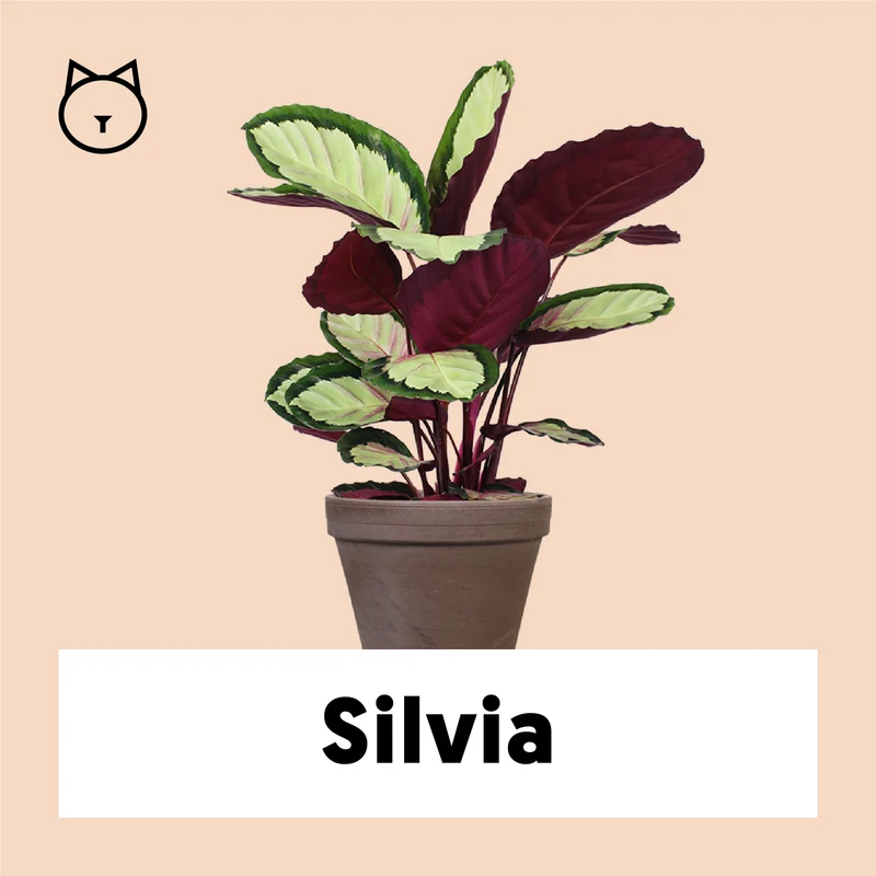 Calathea roseopicta silvia (Korbmarante) (M)