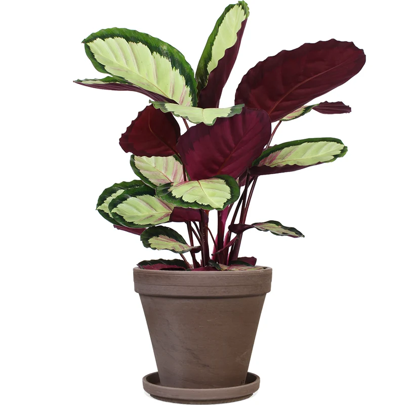 Calathea roseopicta silvia (Korbmarante) (M)