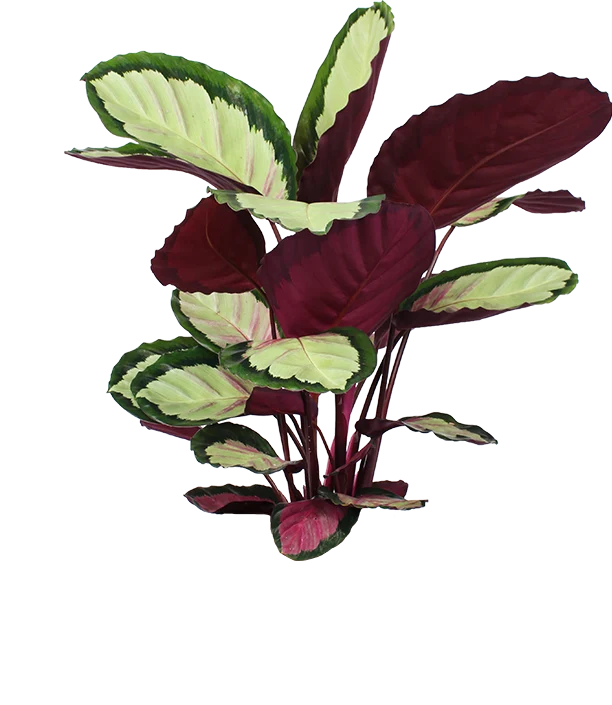 Calathea roseopicta silvia (Korbmarante) (M)