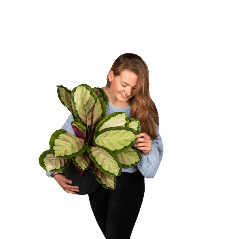 Calathea roseopicta silvia (Korbmarante) (M)