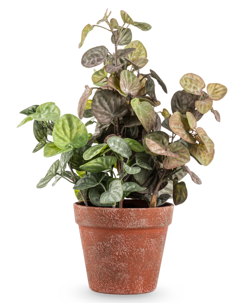 Künstliche Pflanze Peperomia 35 cm