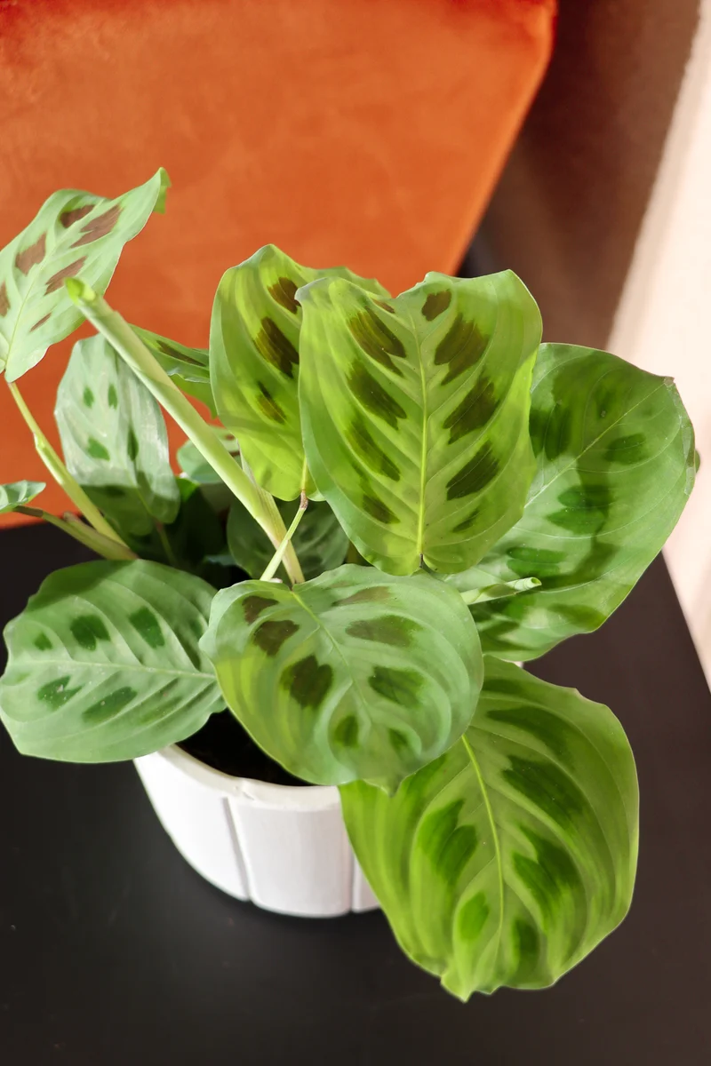 Maranta leuconeura kerchoveana (Pfeilwurz) (S)