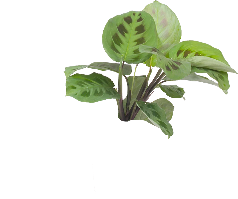 Maranta leuconeura kerchoveana (Pfeilwurz) (S)