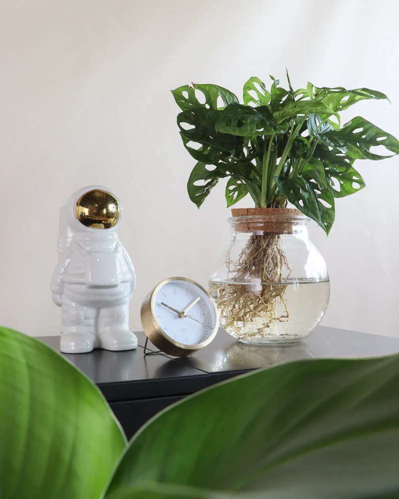 Monstera adansonii in Wasser (Monkey leaf) (S)
